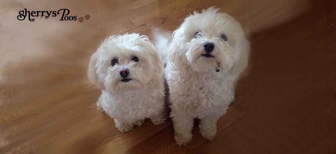 White Maltipoo Puppies